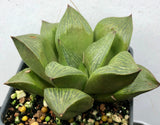 Haworthia retusa 3"