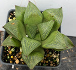 Haworthia retusa 3"