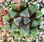 Haworthia Silver Bug x Kegani - Paradise Found Nursery