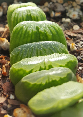 Haworthia truncata 'Lime Green' 4"