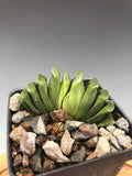 Haworthia truncata 'Lime Green' 4"