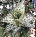Haworthia venosa ssp tesselata Dwarf Succulent