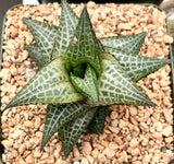 Haworthia venosa ssp tesselata Dwarf Succulent