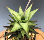 Haworthia venosa x attenuata 4"