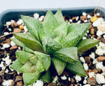 Haworthia tenera