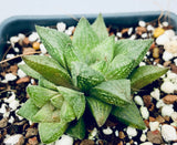 Haworthia tenera