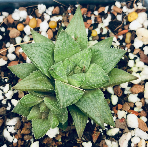 Haworthia tenera