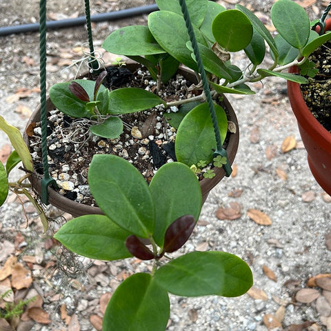 Hoya australis 6” Wax Plant Hanging Baskets Easy Hoya - Paradise Found Nursery