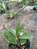 Hoya verticillata 6” Yellow Flower