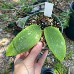 Hoya verticillata Yellow Flower 4”