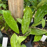Hoya verticillata Yellow Flower 4” - Paradise Found Nursery