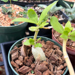 Hydnophytum moselyanum (Ant Plant) 4” Seed Grown - Paradise Found Nursery