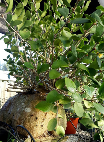 Hydnophytum moselyanum (Ant Plant) 4” Seed Grown