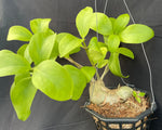 Hydnophytum moselyanum (Ant Plant) 6" - Paradise Found Nursery