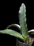 Sansevieria kirkii Pink Blossom 6"/1 gallon