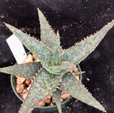 Aloe hybrid Fat Albert 4"