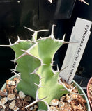 Euphorbia cactus var. tortirama 4"