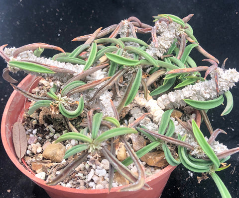 Euphorbia cylindrifolia x decaryi hybrid