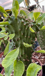 Euphorbia nerifolia crested 4"