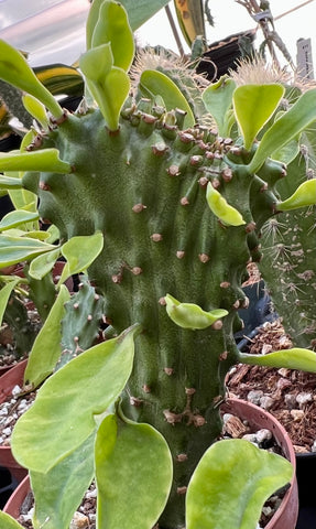 Euphorbia nerifolia crested 4"