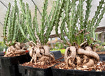 Euphorbia knuthii giants 1 gallon/6"