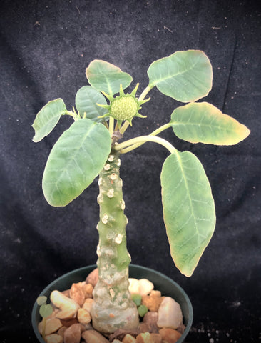Dorstenia foetida Large