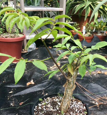 Commiphora lamii large