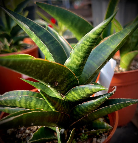 Sansevieria cordova x downsii 5"