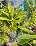 Euphorbia nerifolia crested