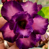 Adenium obesum (Desert Rose) surprise flower 3"