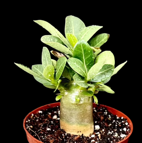 Adenium Arabicum Caudex Bonsai Plant 5"