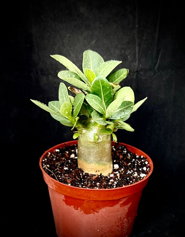Adenium Arabicum Caudex Bonsai Plant 5"