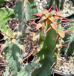 Euphorbia keithii 4”  African Succulent Spurge