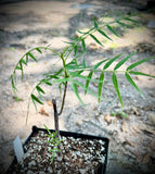 Bursera multijuga 4" New world Frankincense tree