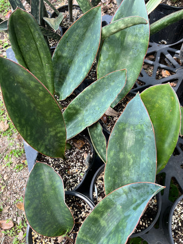 Sansevieria sp ‘Wide Leaf’ 1 gallon