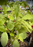 Dorstenia hildebrandtii Caudex Forming Succulent Fig