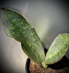 Sansevieria sp ‘Wide Leaf’ 1 gallon