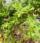 Euphorbia elliotii