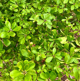 Euphorbia elliotii