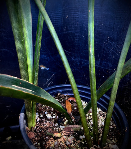 Sansevieria sp Sudwalla Caves | Purple Sanseviera - Dracaena 