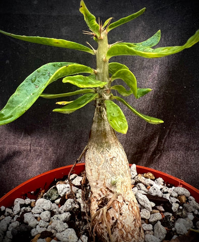 Pachypodium bispinosum 5”