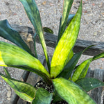 Sansevieria fasciata cv Aurea 1 gallon