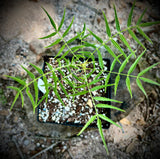 Bursera multijuga 4" New world Frankincense tree