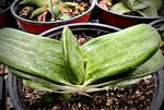 Gasteria 'Hyashi's Lime-Aid' Large  inch  size Ox Tongue Succulent