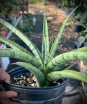 Sansevieria Fenomenal Beautiful Silver Snake Plant Hybrid Large