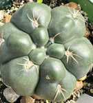 Gymnocalycium denudodatum 4"