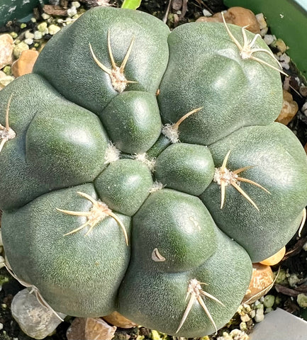 Gymnocalycium denudodatum 4"
