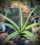 Sansevieria Fenomenal  Beautiful Silver Snake Plant Hybrid Large