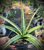 Sansevieria Fenomenal 1 gallon