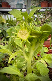 Dorstenia hildebrandtii Caudex Forming Succulent Fig